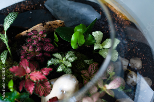 Obraz na płótnie Small decoration plants in a glass bottle, garden terrarium bottle, forest in a jar. Terrarium jar with piece of forest with self ecosystem. Save the earth concept. Bonsai, set of terrariums, jars w salonie