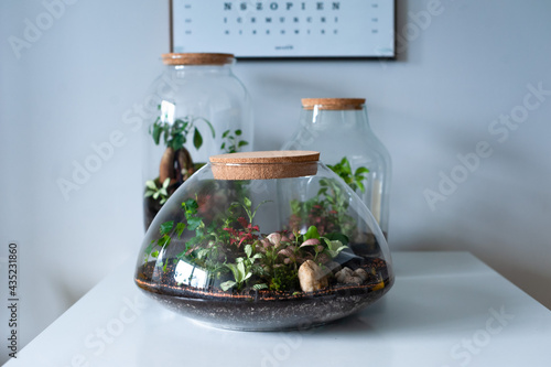 Obraz na płótnie Small decoration plants in a glass bottle, garden terrarium bottle, forest in a jar. Terrarium jar with piece of forest with self ecosystem. Save the earth concept. Bonsai, set of terrariums, jars w salonie