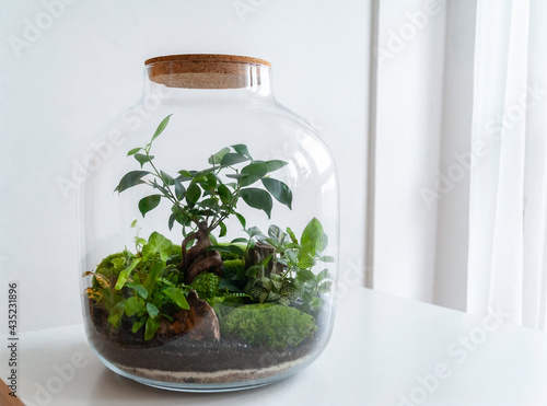 Obraz na płótnie Small decoration plants in a glass bottle, garden terrarium bottle, forest in a jar. Terrarium jar with piece of forest with self ecosystem. Save the earth concept. Bonsai, set of terrariums, jars w salonie