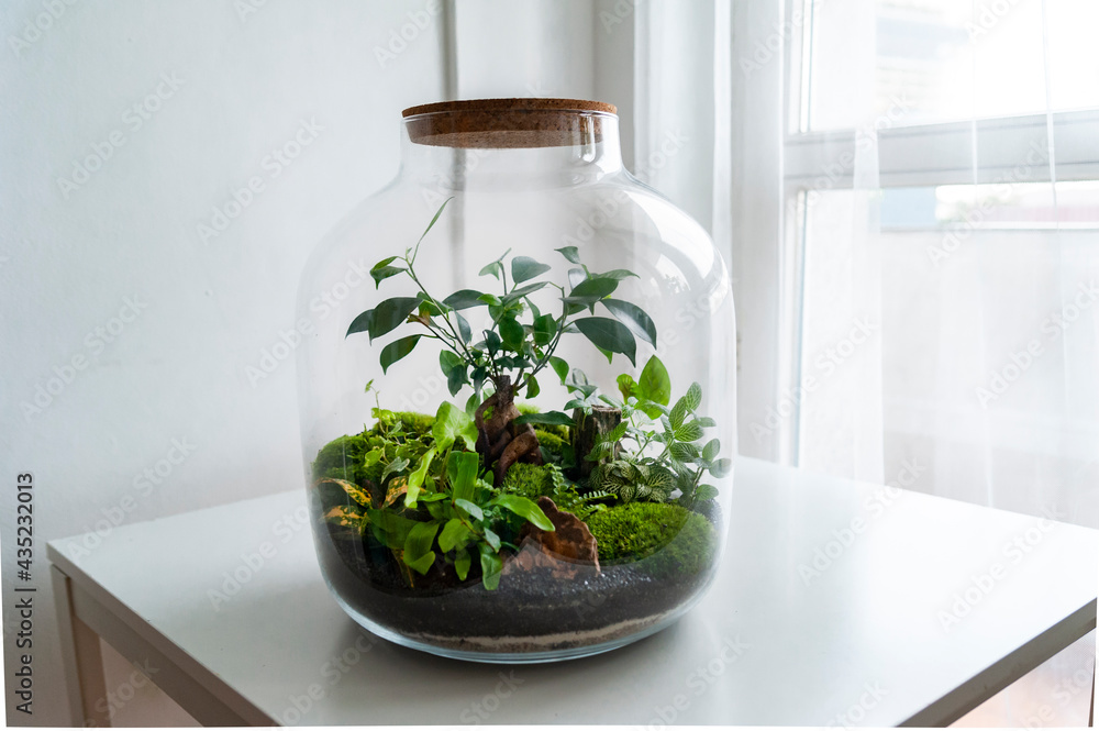 Small decoration plants in a glass bottle, garden terrarium bottle, forest in a jar. Terrarium jar with piece of forest with self ecosystem. Save the earth concept. Bonsai, set of terrariums, jars