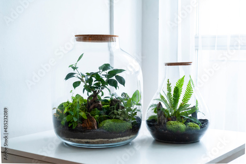 Small decoration plants in a glass bottle, garden terrarium bottle, forest in a jar. Terrarium jar with piece of forest with self ecosystem. Save the earth concept. Bonsai, set of terrariums, jars