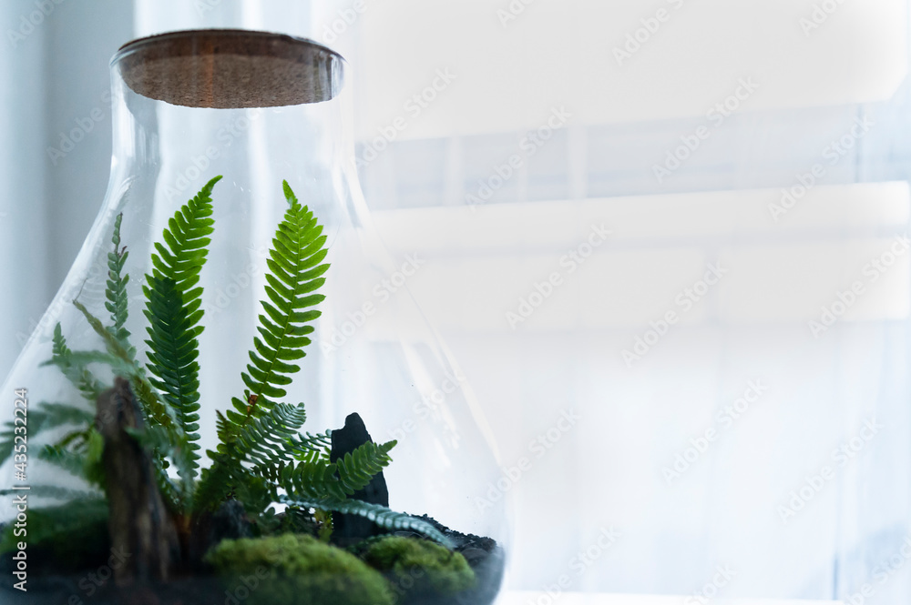 Small decoration plants in a glass bottle, garden terrarium bottle, forest in a jar. Terrarium jar with piece of forest with self ecosystem. Save the earth concept. Bonsai, set of terrariums, jars