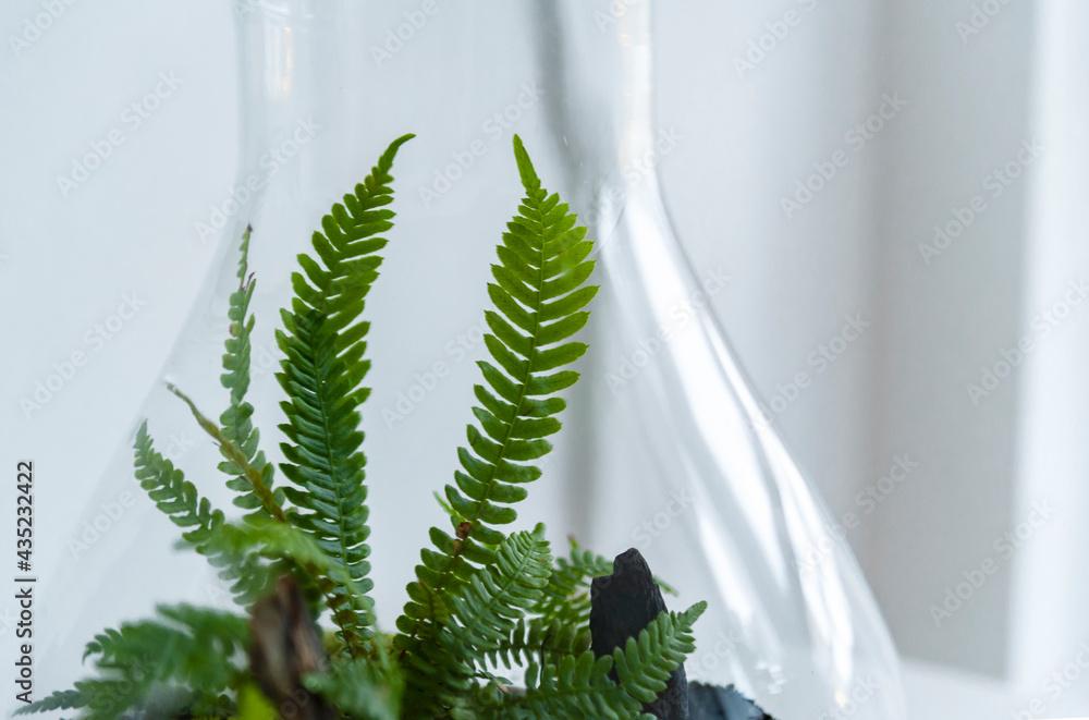 Small decoration plants in a glass bottle, garden terrarium bottle, forest in a jar. Terrarium jar with piece of forest with self ecosystem. Save the earth concept. Bonsai, set of terrariums, jars