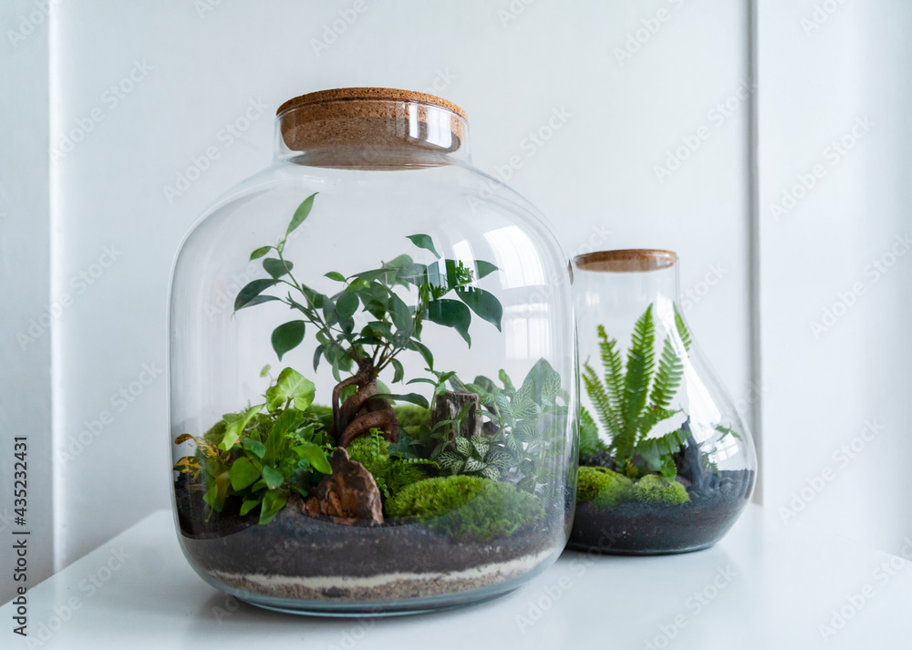 Small decoration plants in a glass bottle, garden terrarium bottle, forest in a jar. Terrarium jar with piece of forest with self ecosystem. Save the earth concept. Bonsai, set of terrariums, jars