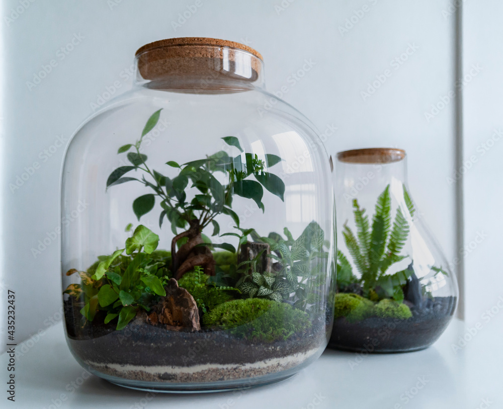 Small decoration plants in a glass bottle, garden terrarium bottle, forest in a jar. Terrarium jar with piece of forest with self ecosystem. Save the earth concept. Bonsai, set of terrariums, jars