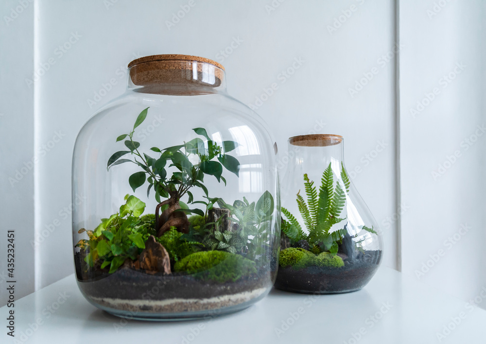Small decoration plants in a glass bottle, garden terrarium bottle, forest in a jar. Terrarium jar with piece of forest with self ecosystem. Save the earth concept. Bonsai, set of terrariums, jars