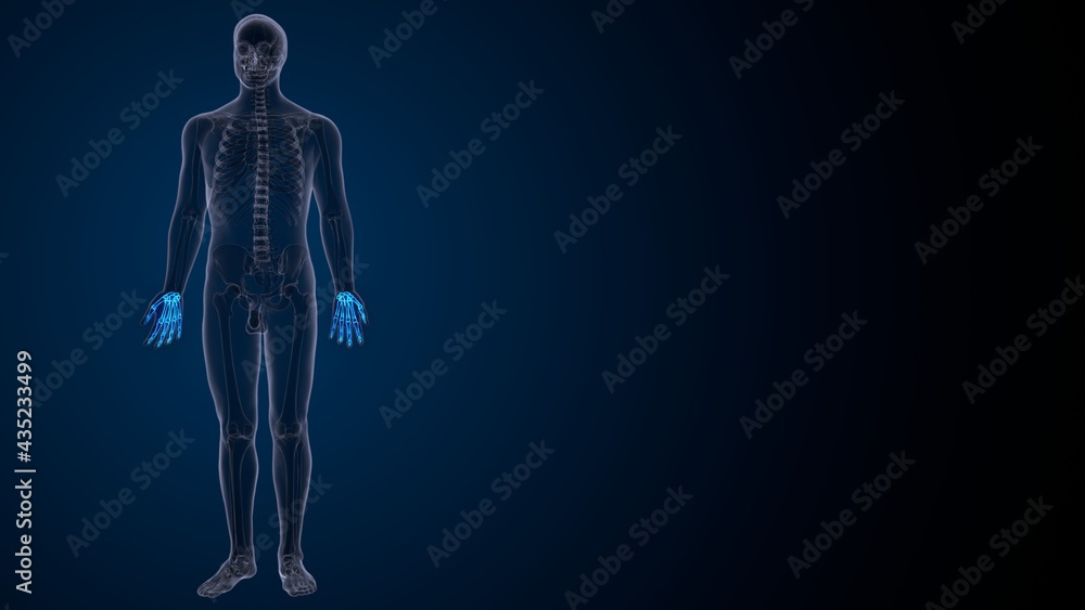 Human hand and arm with skeleton bones, 3D illustration
Human hand and arm with skeleton bones, 3D illustration