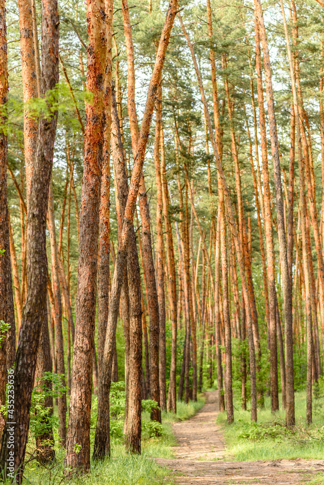 Beautiful forest with tall pine trees outside the city on a warm summer day Beautiful forest with tall pine trees outside the city on a warm summer day