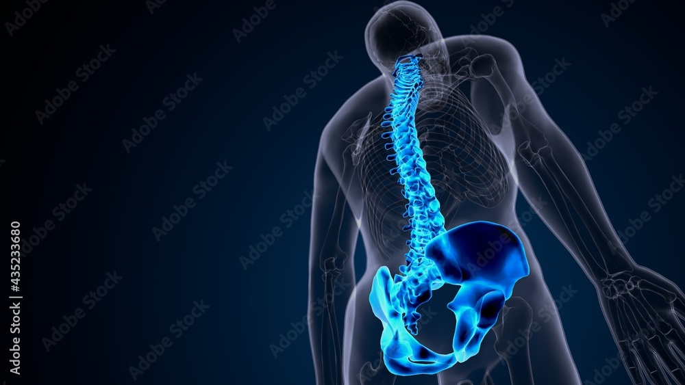 3d illustration of human male skeleton spine anatomy system 3d illustration of human male skeleton spine anatomy system