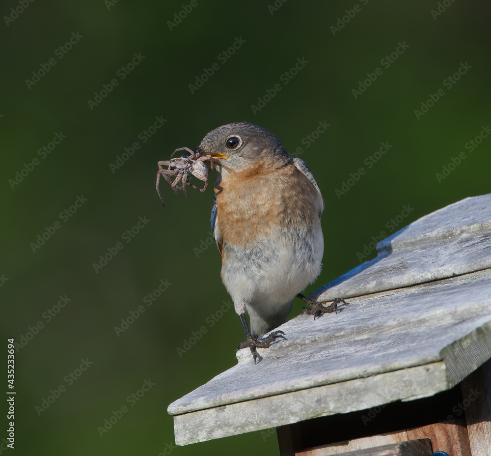 Naklejka premium female eastern blue bird - Sialia sialis - perched on nesting box with large female Hogna carolinensis, commonly known as the Carolina wolf spider to feed babies