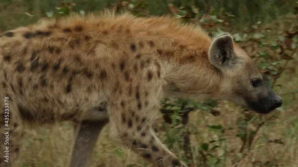 Spotted Hyena in Natural Environment Spotted Hyena in Natural Environment