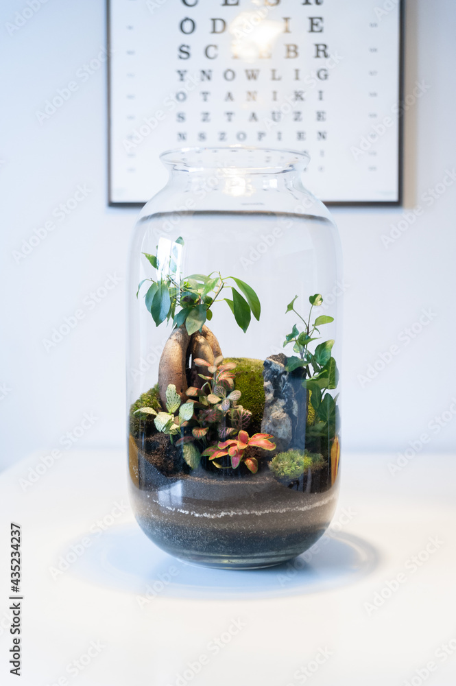 Small decoration plants in a glass bottle, garden terrarium bottle, forest in a jar. Terrarium jar with piece of forest with self ecosystem. Save the earth concept. Bonsai, set of terrariums, jars