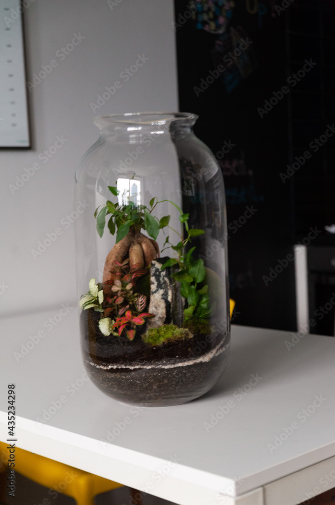 Small decoration plants in a glass bottle, garden terrarium bottle, forest in a jar. Terrarium jar with piece of forest with self ecosystem. Save the earth concept. Bonsai, set of terrariums, jars