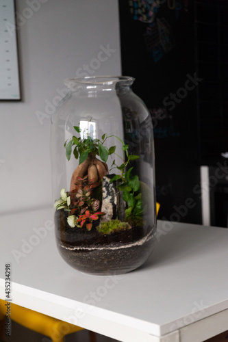 Small decoration plants in a glass bottle, garden terrarium bottle,  forest in a jar. Terrarium jar with piece of forest with self ecosystem. Save the earth concept. Bonsai, set of terrariums, jars