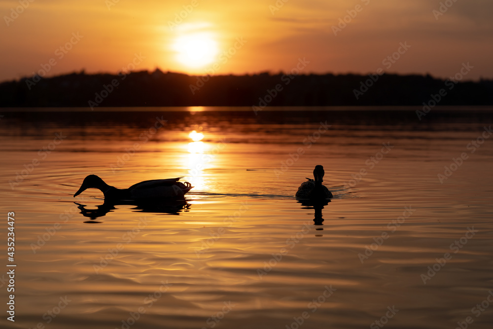 Ducks swimming in sunset with beautiful colors