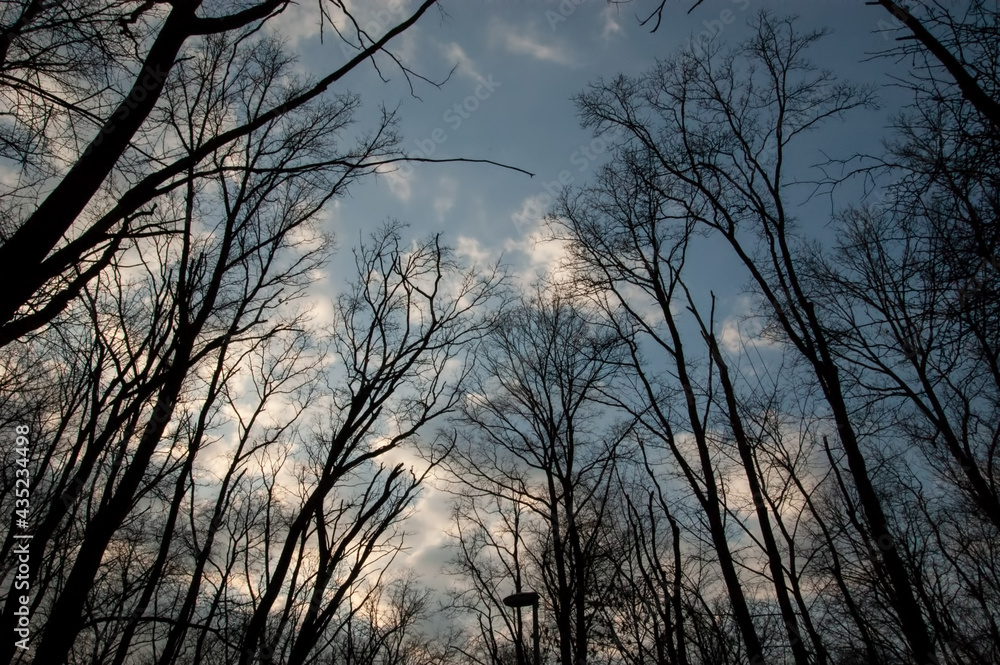 Fototapeta premium dark silhouettes of trees against the sky