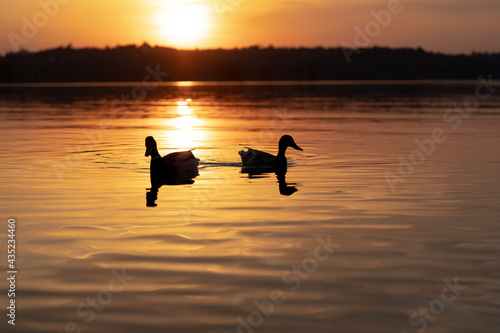 Ducks swimming in sunset with beautiful colors