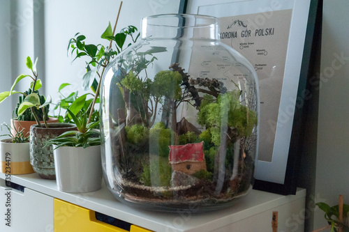 Obraz na płótnie Small decoration plants in a glass bottle, garden terrarium bottle, forest in a jar. Terrarium jar with piece of forest with self ecosystem. Save the earth concept. Bonsai, set of terrariums, jars w salonie