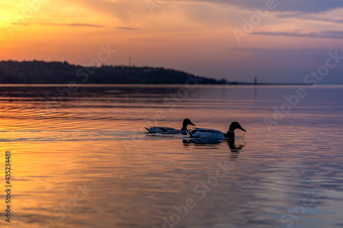 Ducks swimming in sunset with beautiful colors