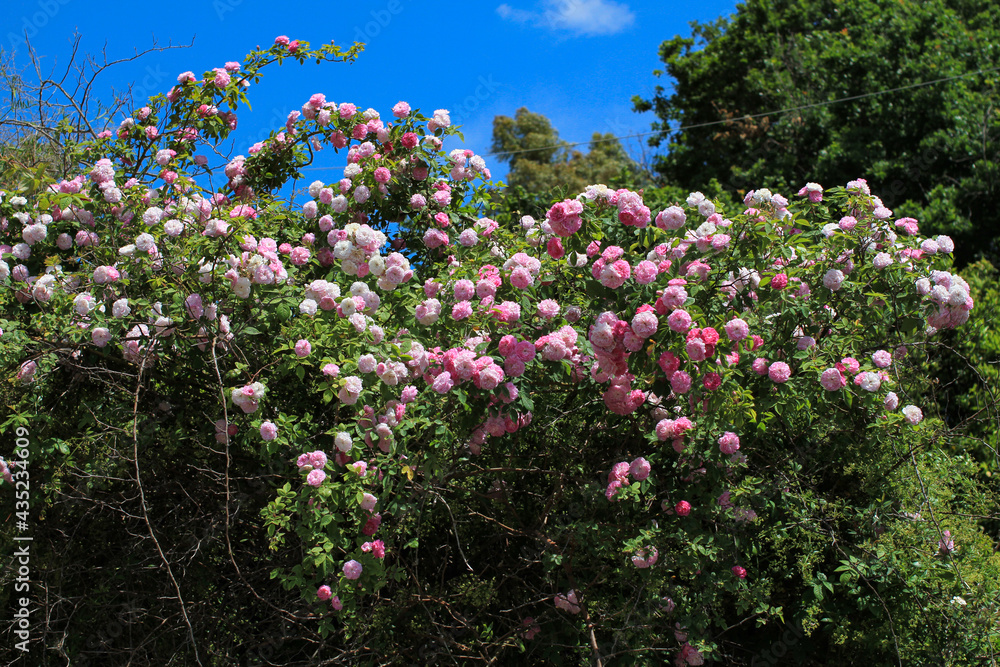 Branches laden with pale pink roses, bright green foliage, and blue skies.