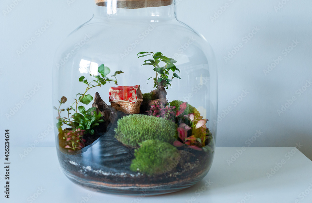 Small decoration plants in a glass bottle, garden terrarium bottle, forest in a jar. Terrarium jar with piece of forest with self ecosystem. Save the earth concept. Bonsai, set of terrariums, jars