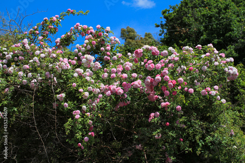 Fototapeta Naklejka Na Ścianę i Meble -  Branches laden with pale pink roses, bright green foliage, and blue skies.