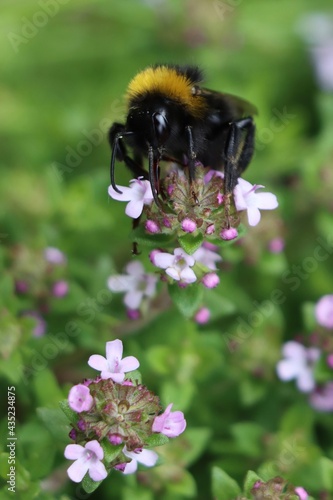 bee on a thyme flower