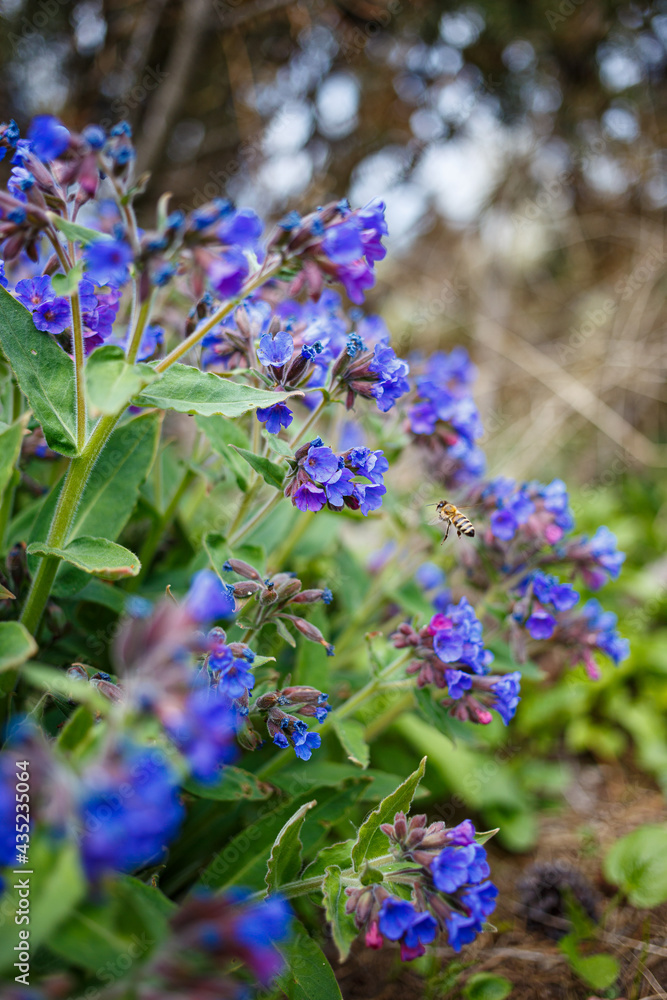Fototapeta premium pulmonaria flower