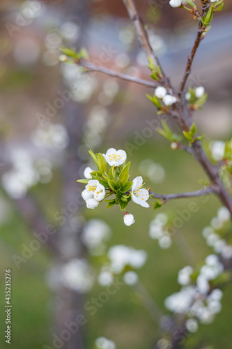 cherry tree blossom