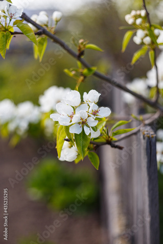 pear blossom