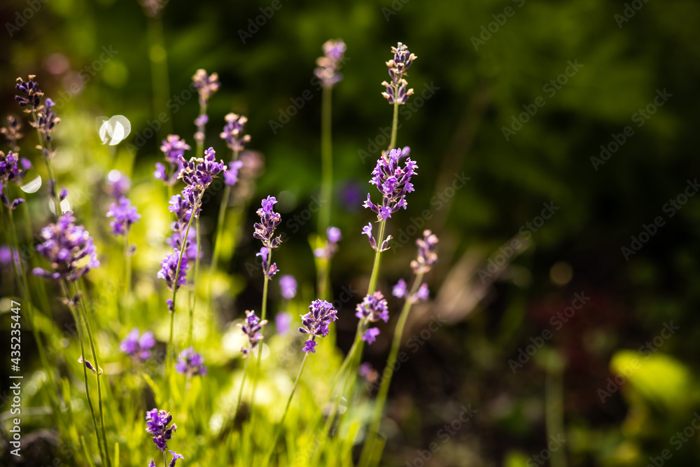 Beautiful colors purple lavender fields , Provence in France.Blooming violet lavender field, meadow. selective focus. Copy space Beautiful colors purple lavender fields , Provence in France.Blooming violet lavender field, meadow. selective focus. Copy space