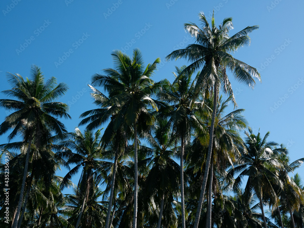 Coconuts tree in a plantation area in the tropical nation of Indonesia. Coconuts tree in a plantation area in the tropical nation of Indonesia.