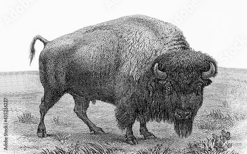 A bison Portrait from United States of America 10 dollars 1901 Banknotes. bison note, buffalo note, Lewis and Clark note.