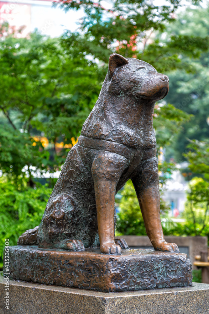 Hachiko dog statue in Shibuya, Tokyo Stock Photo Adobe Stock