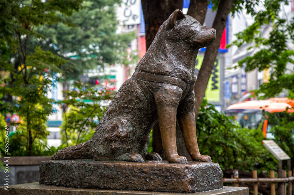 Hachiko dog statue in Shibuya, Tokyo Stock Photo Adobe Stock