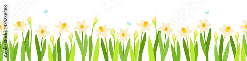 a seamless border of fragrant blossoming daffodils and buds, with fluttering blue butterflies. vector illustration.
