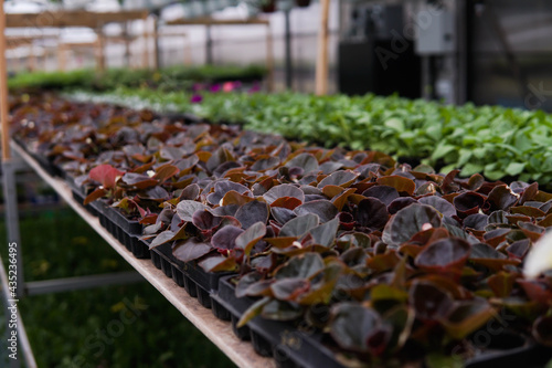 Plants on sale at the local greenhouse. Nursery, landscaping and garden center