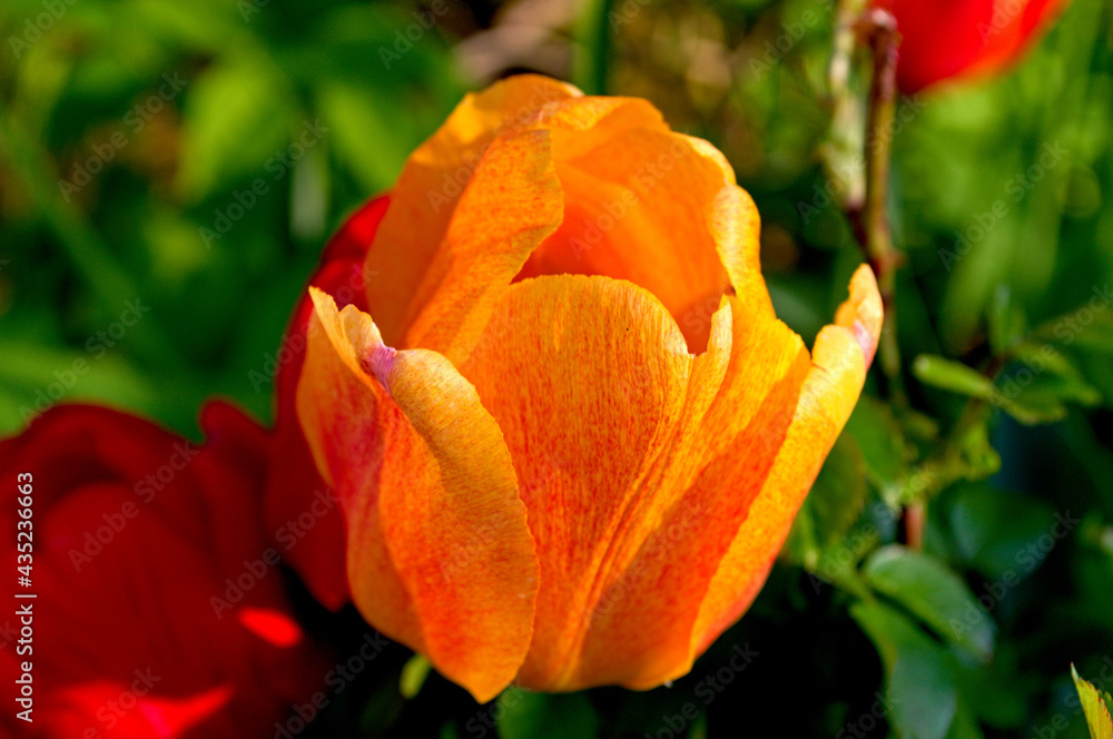 Yellow tulip Yellow tulip