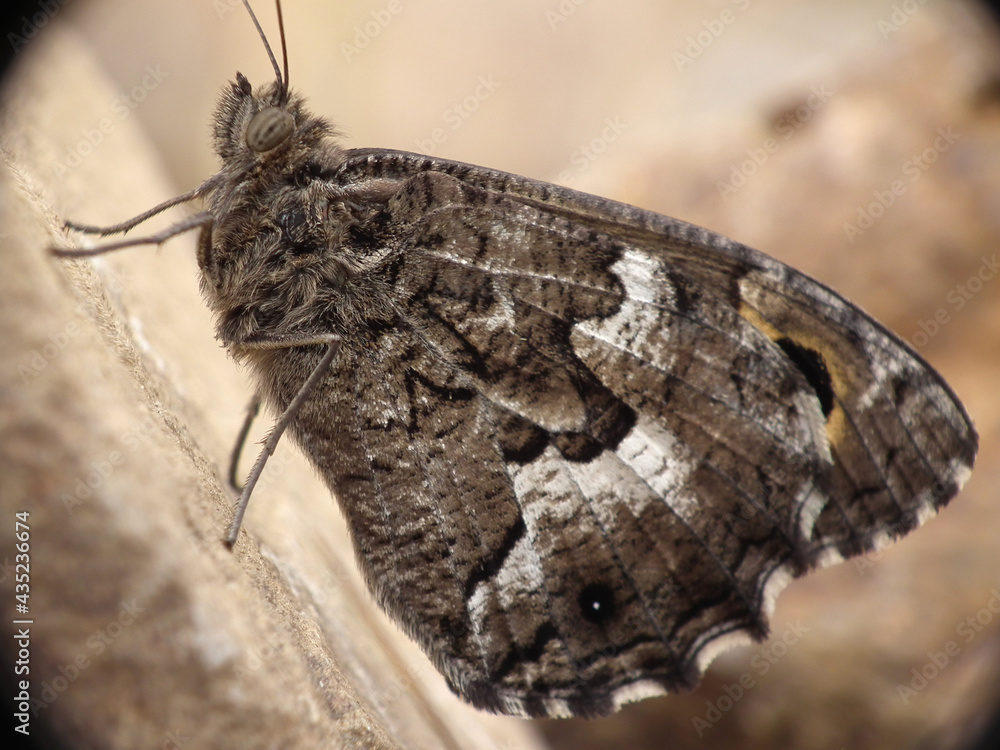 Obraz premium Farfalla