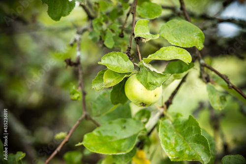 Wallpaper Mural Green apple on a branch ready to be harvested, outdoors, selective focus.Ripe apples on the branches of an apple tree in the garden Torontodigital.ca