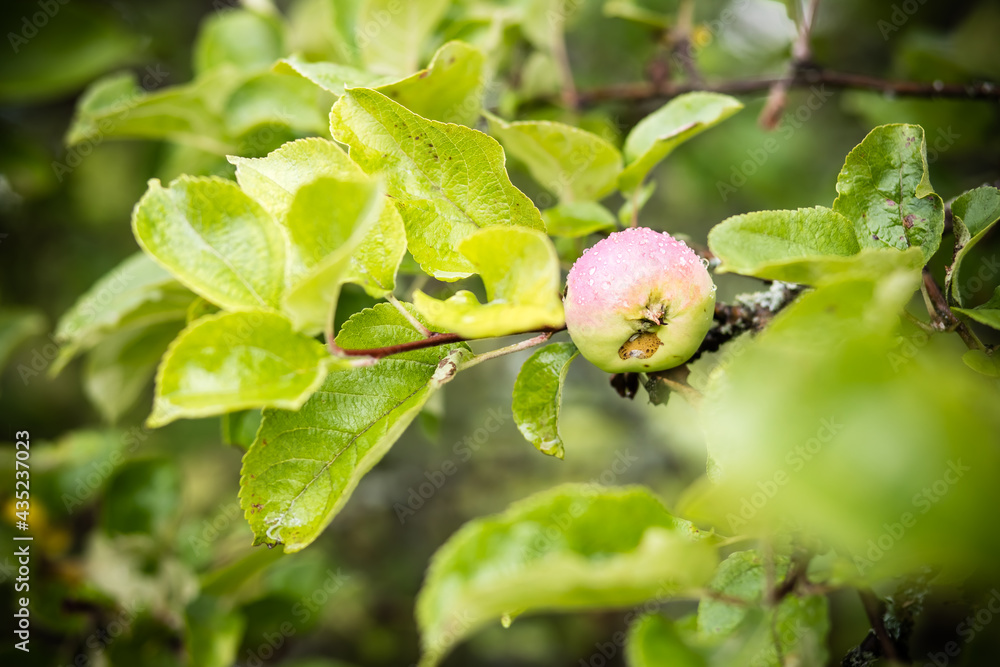 Green apple on a branch ready to be harvested, outdoors, selective focus.Ripe apples on the branches of an apple tree in the garden Green apple on a branch ready to be harvested, outdoors, selective focus.Ripe apples on the branches of an apple tree in the garden