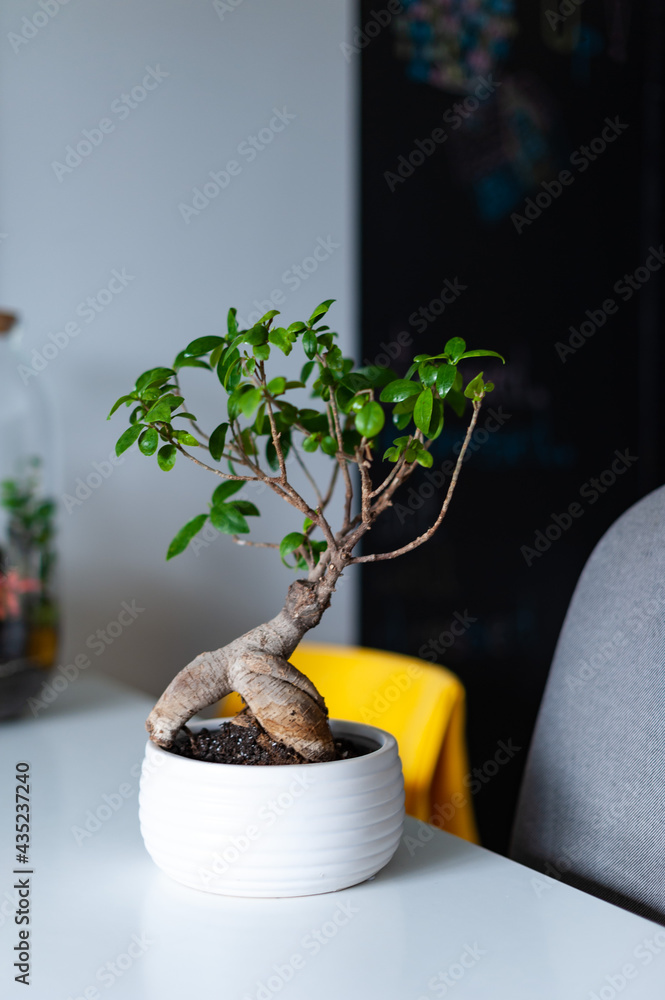 Small decoration plants in a glass bottle, garden terrarium bottle, forest in a jar. Terrarium jar with piece of forest with self ecosystem. Save the earth concept. Bonsai, set of terrariums, jars