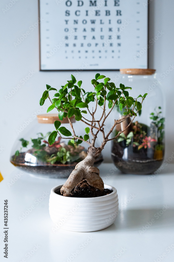 Small decoration plants in a glass bottle, garden terrarium bottle, forest in a jar. Terrarium jar with piece of forest with self ecosystem. Save the earth concept. Bonsai, set of terrariums, jars