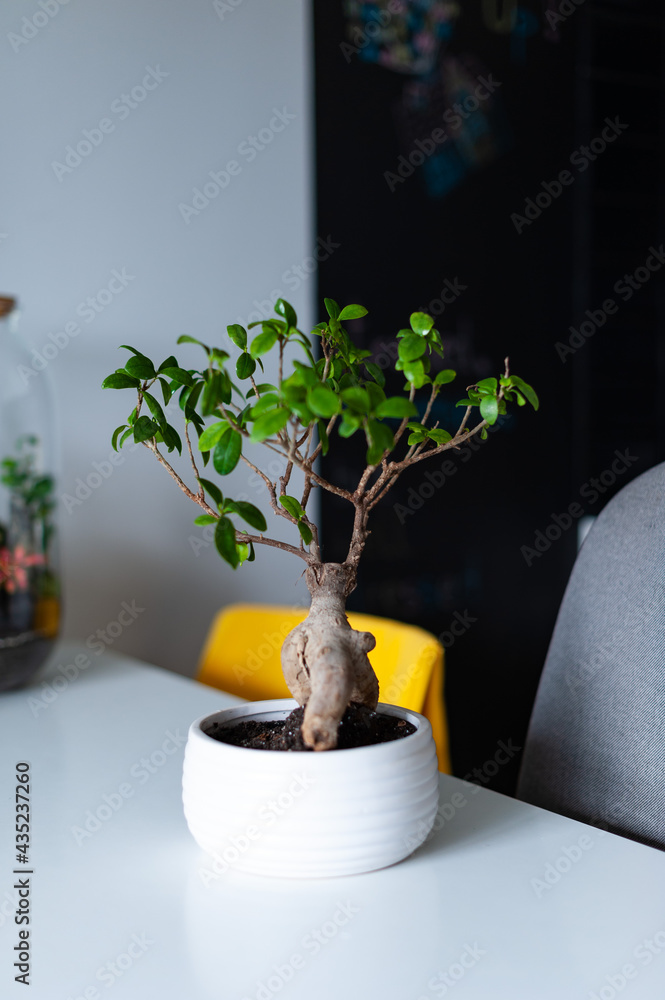 Small decoration plants in a glass bottle, garden terrarium bottle, forest in a jar. Terrarium jar with piece of forest with self ecosystem. Save the earth concept. Bonsai, set of terrariums, jars