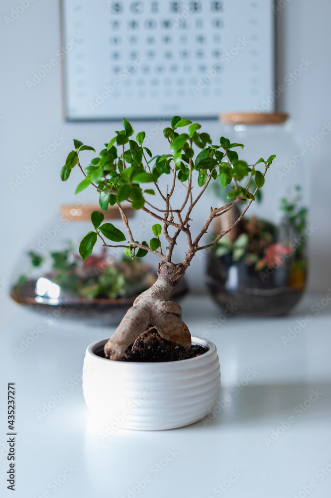 Small decoration plants in a glass bottle, garden terrarium bottle, forest in a jar. Terrarium jar with piece of forest with self ecosystem. Save the earth concept. Bonsai, set of terrariums, jars