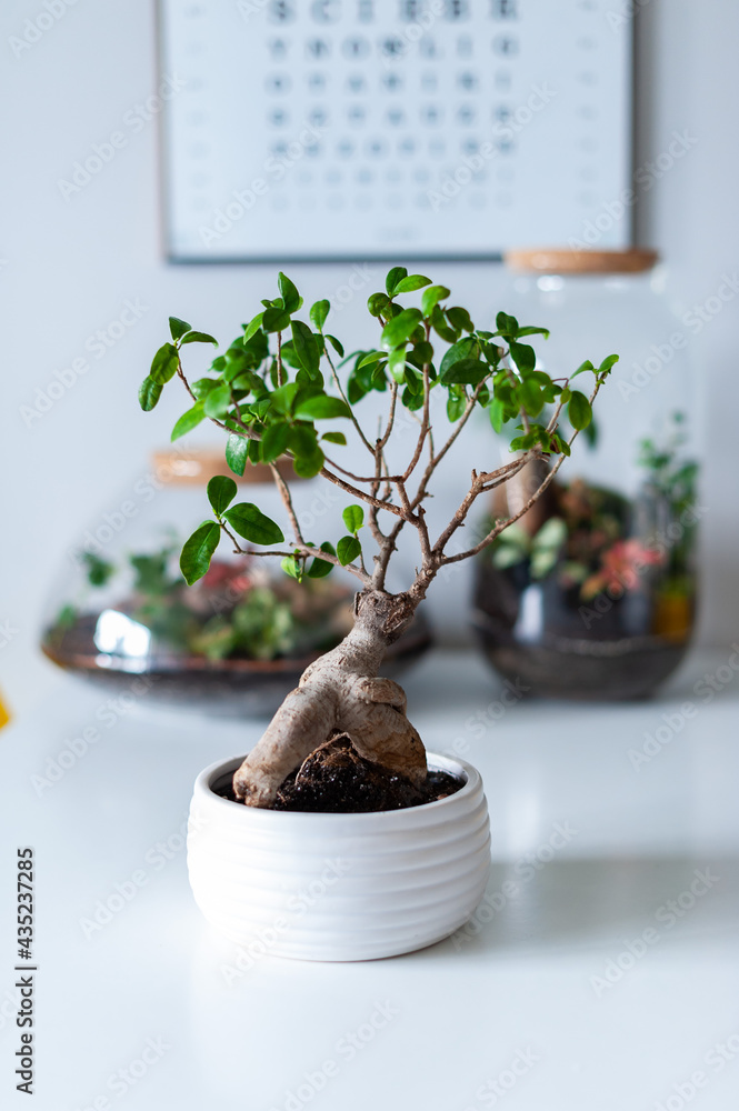 Small decoration plants in a glass bottle, garden terrarium bottle, forest in a jar. Terrarium jar with piece of forest with self ecosystem. Save the earth concept. Bonsai, set of terrariums, jars