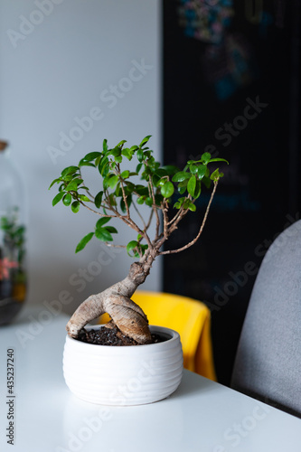 Obraz na płótnie Small decoration plants in a glass bottle, garden terrarium bottle, forest in a jar. Terrarium jar with piece of forest with self ecosystem. Save the earth concept. Bonsai, set of terrariums, jars w salonie
