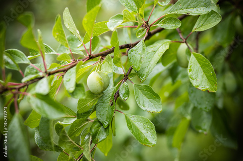Wallpaper Mural Green plum on a branch, selective focus.unripe fruits on the branches of an plum tree in the garden Torontodigital.ca