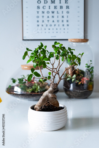 Obraz na płótnie Small decoration plants in a glass bottle, garden terrarium bottle, forest in a jar. Terrarium jar with piece of forest with self ecosystem. Save the earth concept. Bonsai, set of terrariums, jars w salonie
