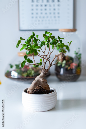 Obraz na płótnie Small decoration plants in a glass bottle, garden terrarium bottle, forest in a jar. Terrarium jar with piece of forest with self ecosystem. Save the earth concept. Bonsai, set of terrariums, jars w salonie